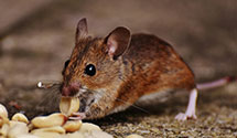 24 Hour & Emergency Exterminators in Swygert, IL